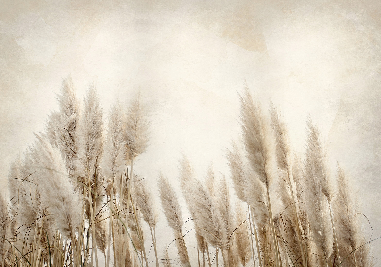 FOTOTAPETA PAMPASS GRASS 400x280 bA-10095-aa